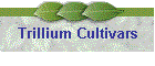 Trillium Cultivars