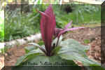 Trillium chloropetalum 42.jpg (46312 bytes)