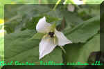 Trillium erectum alba 19.jpg (35382 bytes)