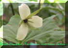 Trillium erectum luteum 48.jpg (39082 bytes)