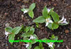 Trillium hibbersonii Stewart NZ.jpg (43635 bytes)