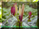 Trillium maculatum f. simulans.jpg (39304 bytes)