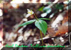 Trillium persistens.jpg (50207 bytes)