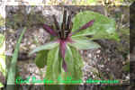 Trillium stamineum  26.jpg (55811 bytes)